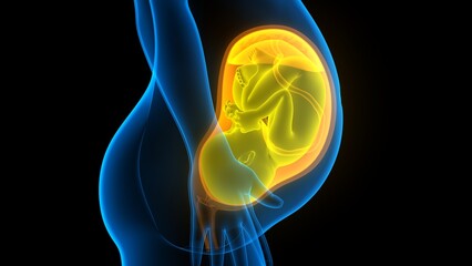 Fototapeta na wymiar Human Fetus Baby in Womb Anatomy