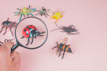 The child exploring small toy bugs with a magnifying glass. Magnifier in holding hand zooming ladybug. Pink background with insect, vermin, bug toys. Researching and examining children time.