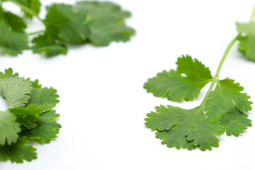 coriander sprouts isolated on white background