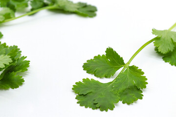 coriander sprouts isolated on white background