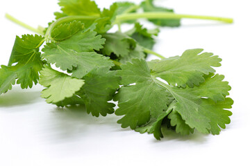 coriander sprouts isolated on white background