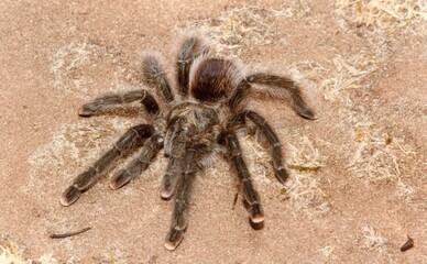 A closeup of a Aphonopelma spider