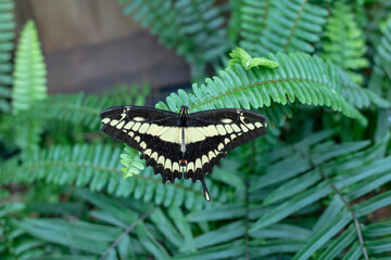 butterfly on leaf