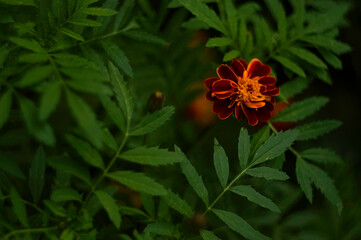 red and yellow flower
