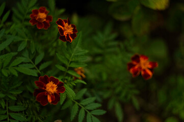 red and yellow flowers