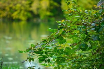 Autumn leaves on a blurred background of the river.