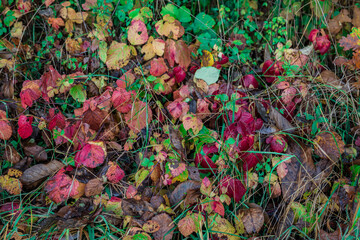 a nature background with multicolored leaves. close up of fallen autumn leaves. green grass with red leaves