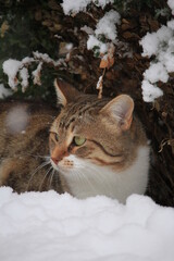 cat on the snow