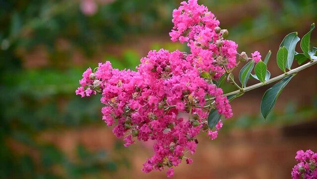 Beautiful view of the crepe myrtle flower branch bending in the breeze