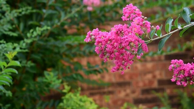Beautiful view of the crepe myrtle flower branch bending in the breeze