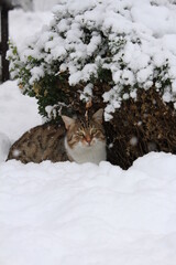 cat in snow