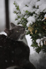 grey cat outdoors while snowing
