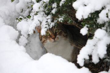 cat in snow under bush