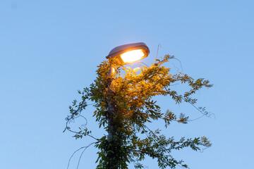 A street lamp completely entwined with a vine on a blue sky background. Poor-quality work of...