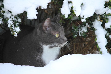grey cat outdoors while snowing
