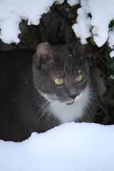 grey cat outdoors while snowing