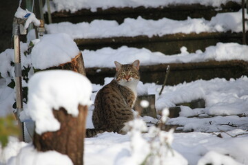 cat in snow