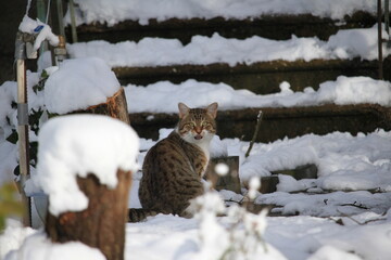 cat in snow