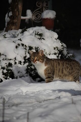cat in snow
