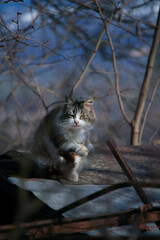 cat on roof