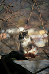 cat on roof