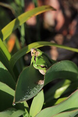 treefrog on leaf
