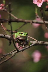 tree tree frog on leaf