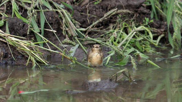 The red-breasted flycatcher bird taking a bath, Ficedula parva
