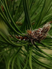 cones on a tree © MrArtist
