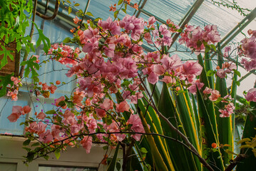 Fototapeta na wymiar Blurred background. Pink orchid. Delicate background.