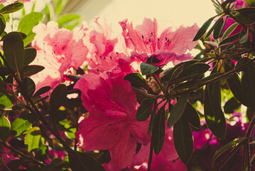 Selective focus. Rhododendron. Pink flowers.