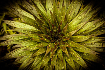 Fototapeta premium Selective focus. Ficus. Divided leaves with rain drops.