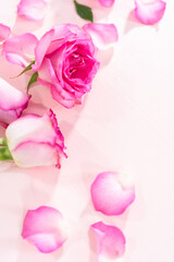 Pink roses