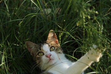 cat playing in grass