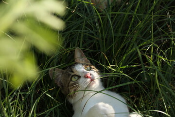 cat playing in grass