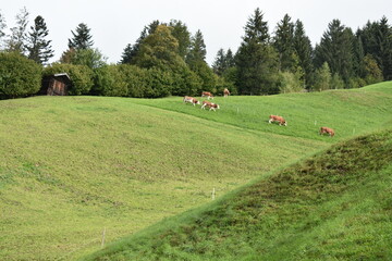 Alpen-Wiese-Kühe-Alpenkühe-Wolken