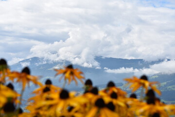 Fototapeta na wymiar Blumen-Natur-Alpen-Wolken