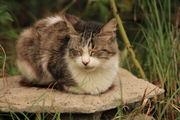 cat sleeping on a stone