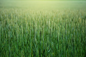 Green wheat field in spring or summer, good weather, beautiful landscape. High quality photo