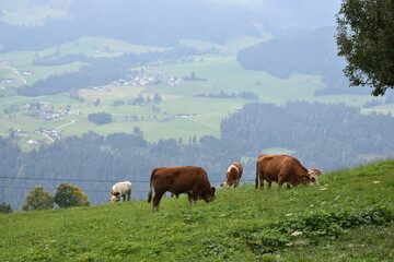 Fototapeta na wymiar Alpen-Wiese-Kühe-Alpenkühe-Wolken