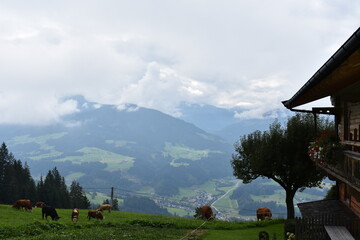 Alpen-Wiese-Kühe-Alpenkühe-Wolken