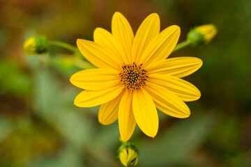close-up of a beautiful yellow flower in the garden against a background of green foliage. Wild wildflowers. The science of flowers.