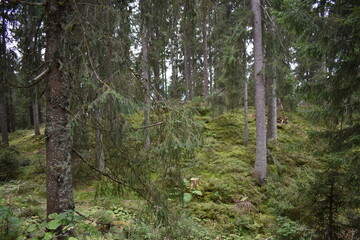 Alpen-Pflanzen-Natur-Wolken-Fels
