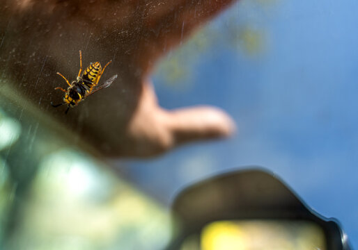 Big Wasp Isolated On Dark Background, Close Up