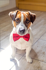 funny jack russell terrier with a red butterfly on his neck sits on a light floor near the stairs at home, vertical.