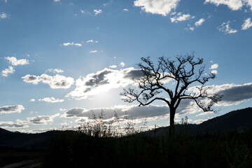 Amazing silhouette of dry tree in sky with clouds