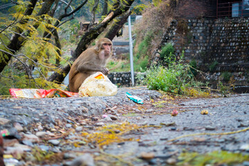 January 9th 2022 dehradun Uttarakhand India. Rhesus macaque (Macaca mulatta) or Indian Monkey sitting roadside searching garbage bags.