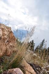 Alpen-Pflanzen-Natur-Wolken-Fels