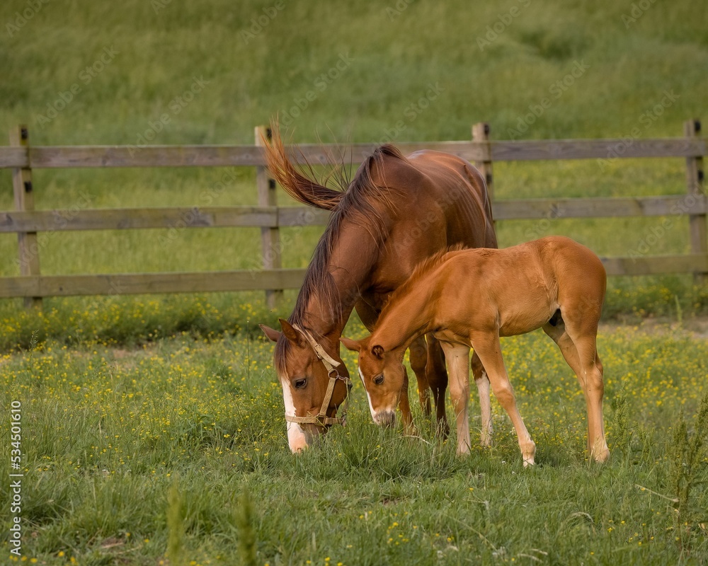 Sticker Mare with its foal grazing in the green meadow.