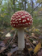 fly agaric mushroom